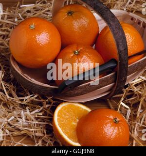 Orange - Navel - `Washington' (Citrus sinensis)   FRU073243 Stock Photo